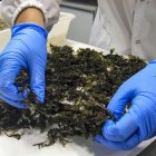  Los esticidas verdes se obtiene partir de residuos biológicos, como algas marinas.