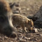 El ámbito de aplicación de la emergencia cinegética será todo el territorio de Castilla y León.