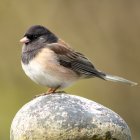 El covid afectó a la morfología de algunos pájaros.