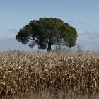 Campo de cereal en Bercianos del Páramo.