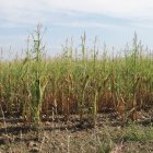 Finca de maíz dañada por el pedrisco en Santa María del Páramo.