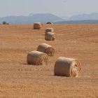 UPA y Coag denuncian tres campañas seguidas de pérdidas en el cereal de Castilla y León.