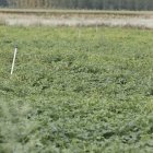 Cultivo de patatas en el Bajo Tuerto.