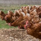 Gallinas de la explotación avícola de huevos camperos  La Cañada Soriana situada en Aldealfuente (Soria).