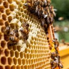 En Campo la Lomba, las abejas liban flores silvestres de alta montaña, produciendo una de las mieles más puras y alpinas de España.