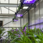 Estudio de las plantas en el Centro de Biotecnología.