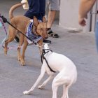 En la imagen de archivo, perros reaccionan al sonido los petardos. EFE/ Ana Escobar.