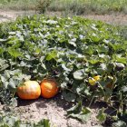 Cultivo sostenible en Reliegos.