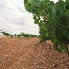 Un viñedo en Gordoncillo, una de las zonas tradicionalmente vitivinícolas de la provincia.