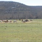 Un rebaño de vacas en un pastizal de la provincia.