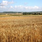 Archivo - Campo agricultor.