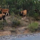 Vacas sueltas en Riofrío, localidad perteneciente al municipio de Quintana del Castillo.