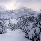 El invierno cubre de blanco los pinares milenarios de Puebla de Lillo, en el corazón del Parque Regional Montaña de Riaño y Mampodre, creando un paisaje de leyenda donde naturaleza e historia se funden.