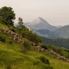 La iniciativa generará una red de apoyo y fomentará herramientas para la formación de pastores.