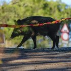 Los jabalíes son los más afectados por la peste porcina que se ha declarado en Cataluña.