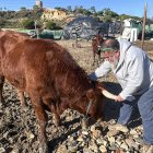José Antonio Oria, vecino de Lepe, tiene a dos vacas como animales de compañía en el único caso que se conoce en Andalucía y de los pocos en el mundo. Hace dos años las salvó recién nacidas de ser sacrificadas, y ahora, en su finca de la localidad onubense, las dos son parte de la familia de su dueño, con pasaportes y microchips de identidad incluidos. EFE/Fermín Cabanillas.