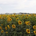 Campo de girasol en una imagen de archivo.