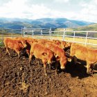 Terneros de ganaderos adscritos a Ternabi en un pueblo de alta montaña en el municipio de Balboa.