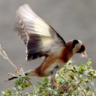 Imagen de archivo de un jilguero europeo. EFE/GIOTA KORBAKI.