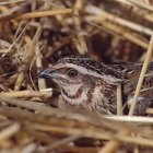 La codorniz fue el Ave del año 2020.