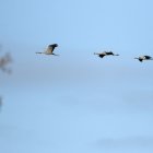 Grullas a1en el Parque Nacional de Las Tablas de Daimiel.