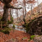El Faedo de Ciñera, en pleno esplendor otoñal, despliega su paleta de ocres y verdes bajo la mirada de hayas centenarias y el murmullo constante del arroyo Villar.
