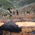 Archivo - Incendio forestal.
