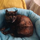 Tesoro, la gata carey que quiere romper la leyenda negra.
