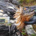 Imagen del quebrantahuesos "Centenario" cedida por la Fundación para la Conservación del Quebrantahuesos.