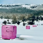 Alpacas en la nieve.