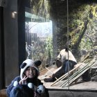 Numeroso público asiste al zoológico de Ueno en Japón para despedirse de los entrañables pandas.