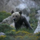 Una cría de oso pardo, en las inmediaciones del parque de Somiendo, en Asturias.