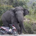 Un elefante salvaje entra en un área habitada por humanos en Indonesia, en una foto de archivo.