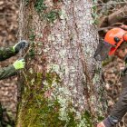 Operarios realizan trabajos de gestión forestal para reducir la carga de combustible en el monte antes de la llegada del verano.
