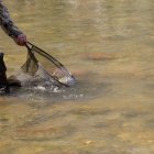 La temporada de pesca afronta su cuenta atrás con previsiones bastante positivas.