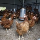 Granja de huevos ecológicos en Villanueva de Omaña.