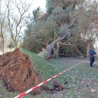 El viento tiró un árbol este sábado en Sahagún