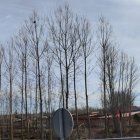 El nido se encuentra en lo alto de un árbol.