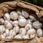 Champiñones enteros y frescos, perfectos para preparar la receta de Arguiñano con morcilla en solo unos minutos.