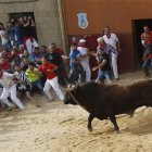 Toro enmaromado de Benavente.