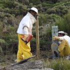 Los trabajos ya han comenzado en varias explotaciones babianas.