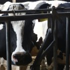 Vacas de leche en una explotación de la provincia leonesa.
