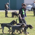 Feria de Perros de Caza de Camponaraya