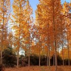 Los paisajes naturales de La Cepeda, con sus bosques y caminos rurales, forman parte del entorno donde se celebrará el encuentro cultural Versos a Oliegos
