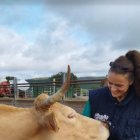Elena Laguno, atendiendo a un animal en una explotación de Zamora.