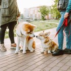 Pasear al perro en entornos naturales aumenta el riesgo de contacto con la oruga procesionaria en primavera
