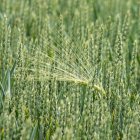 El amaranto destaca por su fortaleza agronómica y su excepcional perfil nutricional.
