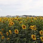 Campo de girasoles en León.