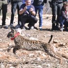 FOTODELDÍA ASTUDILLO (PALENCIA), 24/03/2026.- Suelta de dos linces ibéricos, un macho y una hembra, en el Cerrato palentino. EFE/ Almudena Álvarez