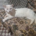 Copito, el gato manso que acabó en la calle, donde lo encontraron completamente destrozado.